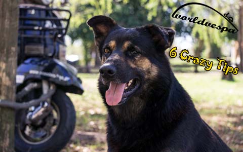 WorldVespa crazy travel tips