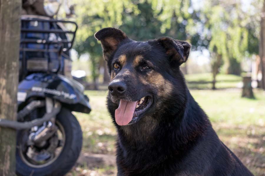 worldvespa blog 6 crazy tips dog