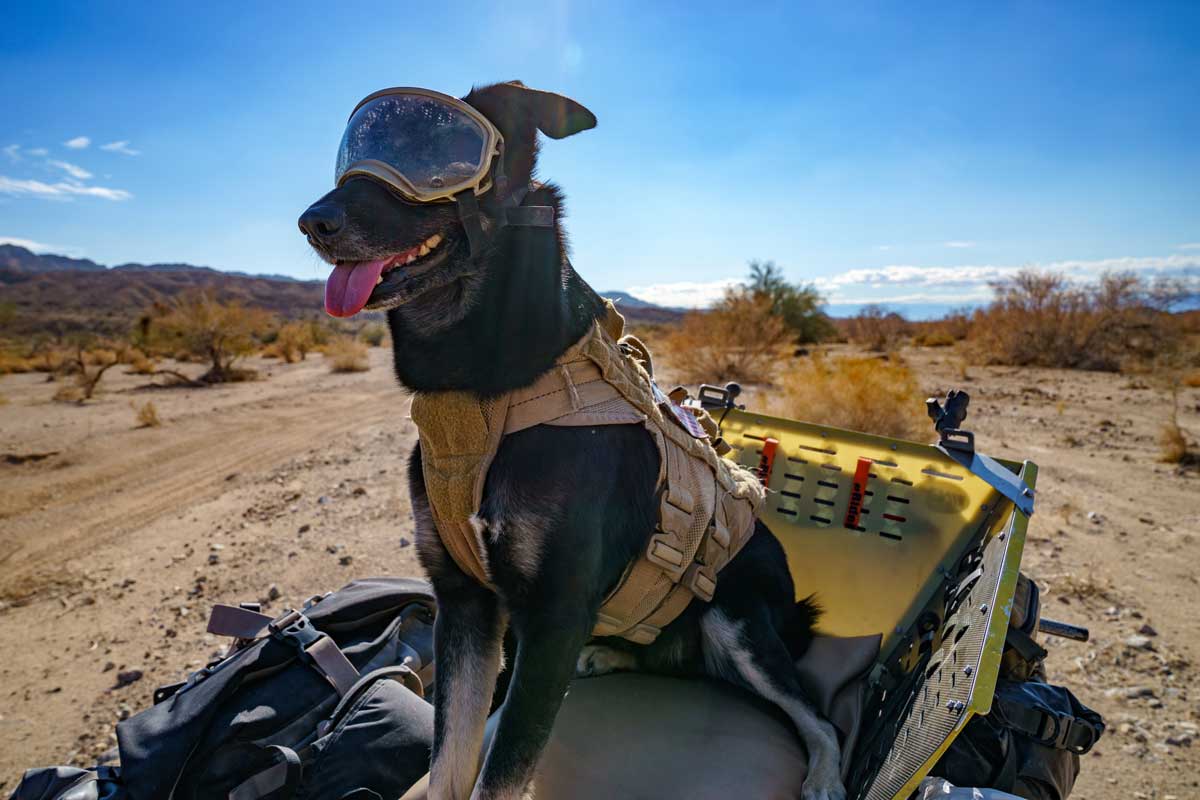 Rex Specs Dog Goggle Review 1