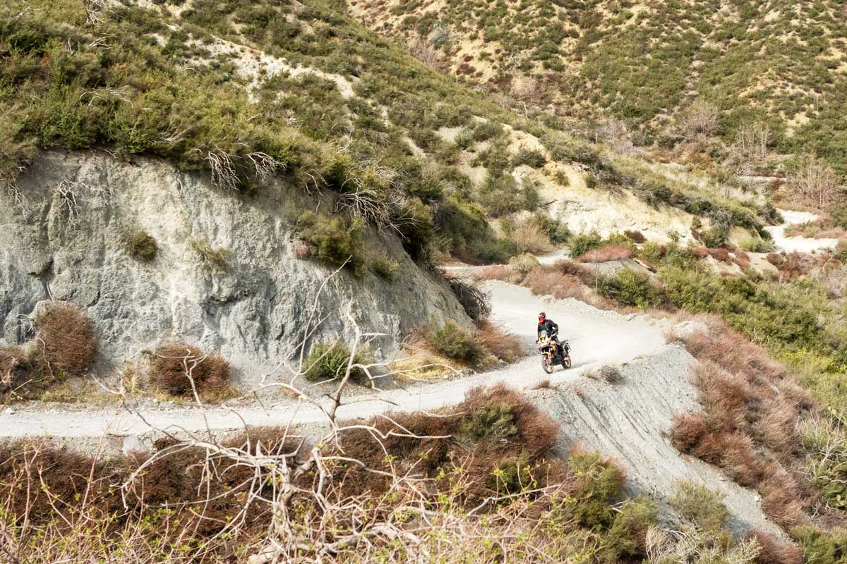 Backyard Solo Ride CA sheep