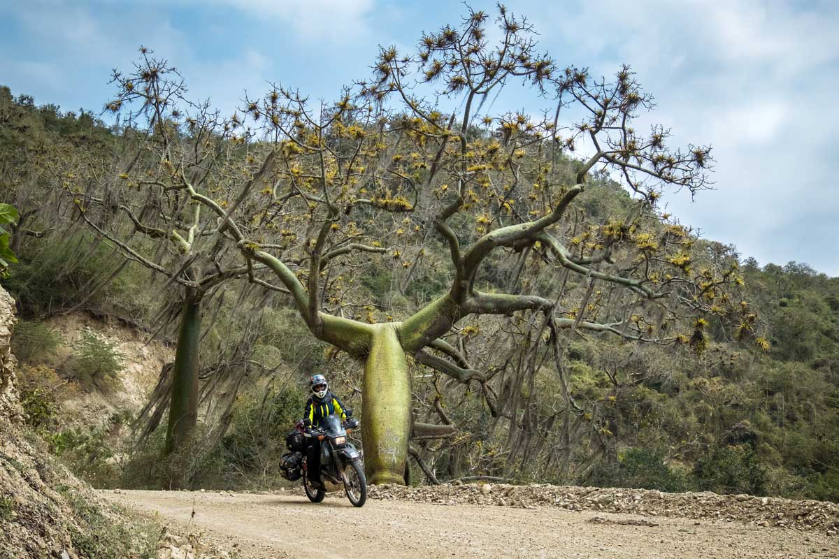 Ecuador Michnus Oliver ceibo
