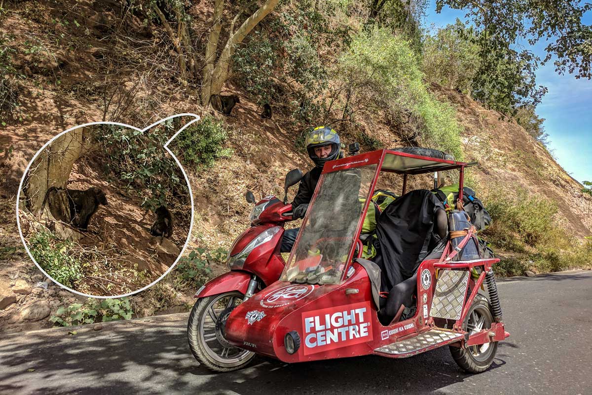 Ethiopia Ride baboon