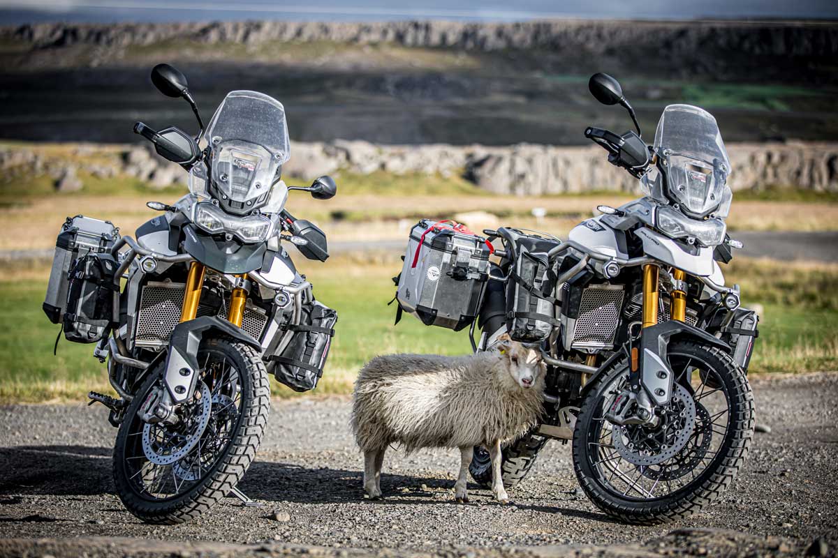 Iceland Ride sheep