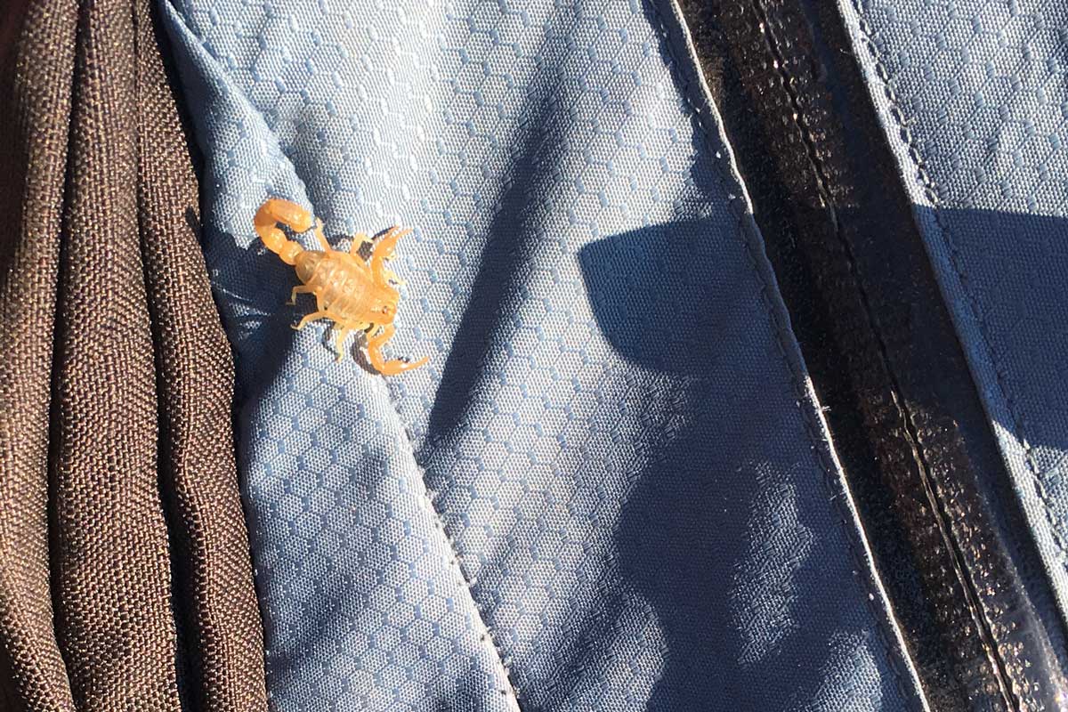 Kazakhstan Ride scorpion