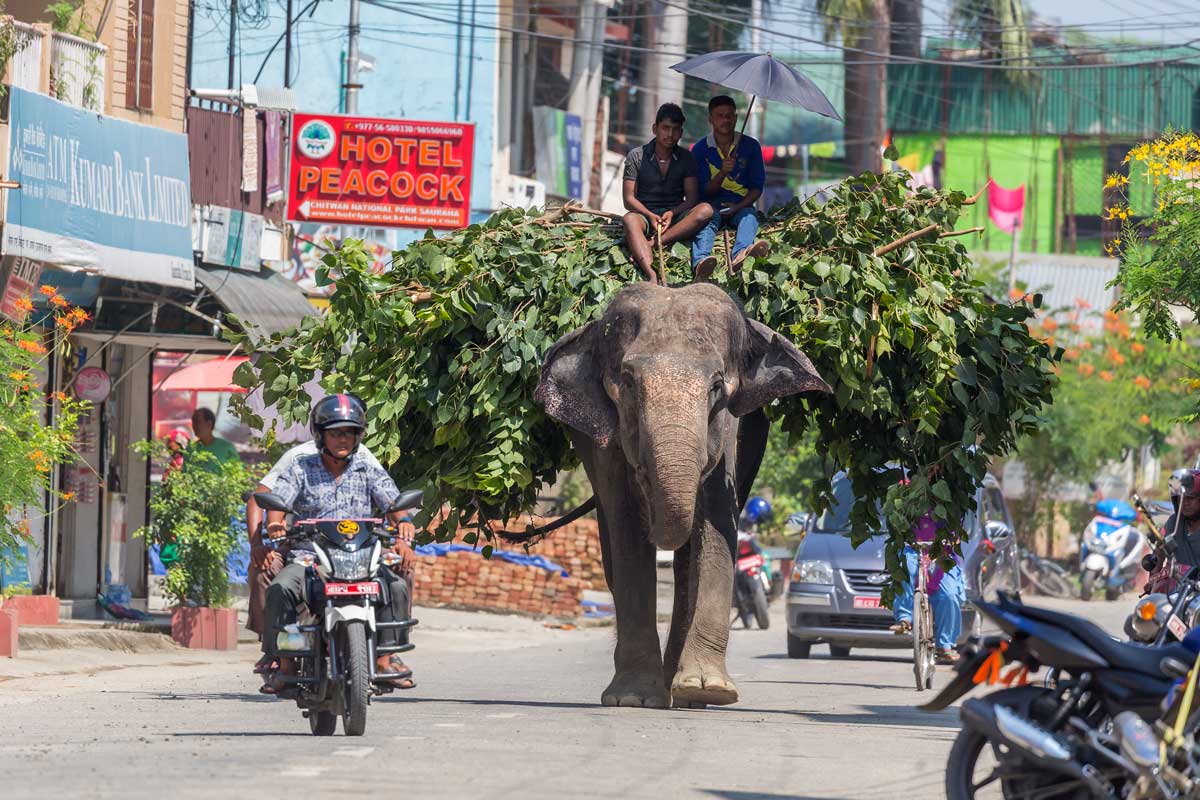Nepal Ride Report elephant