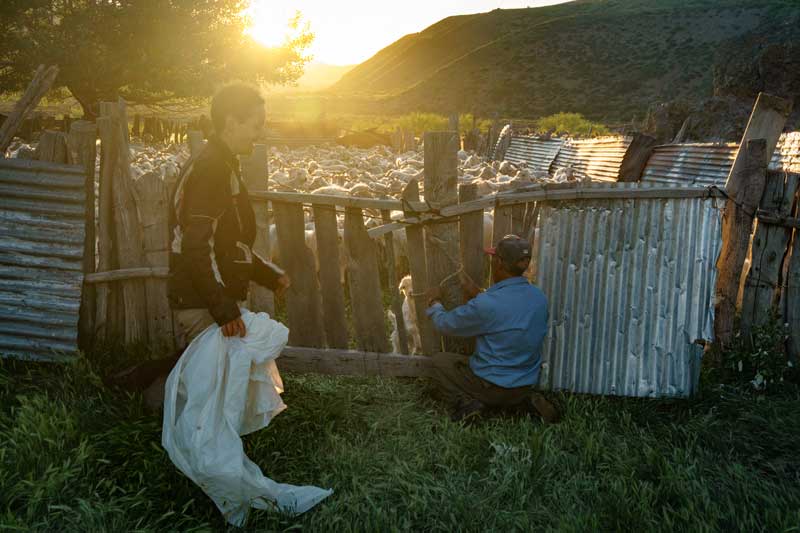 Lifestyle of Firsts goat