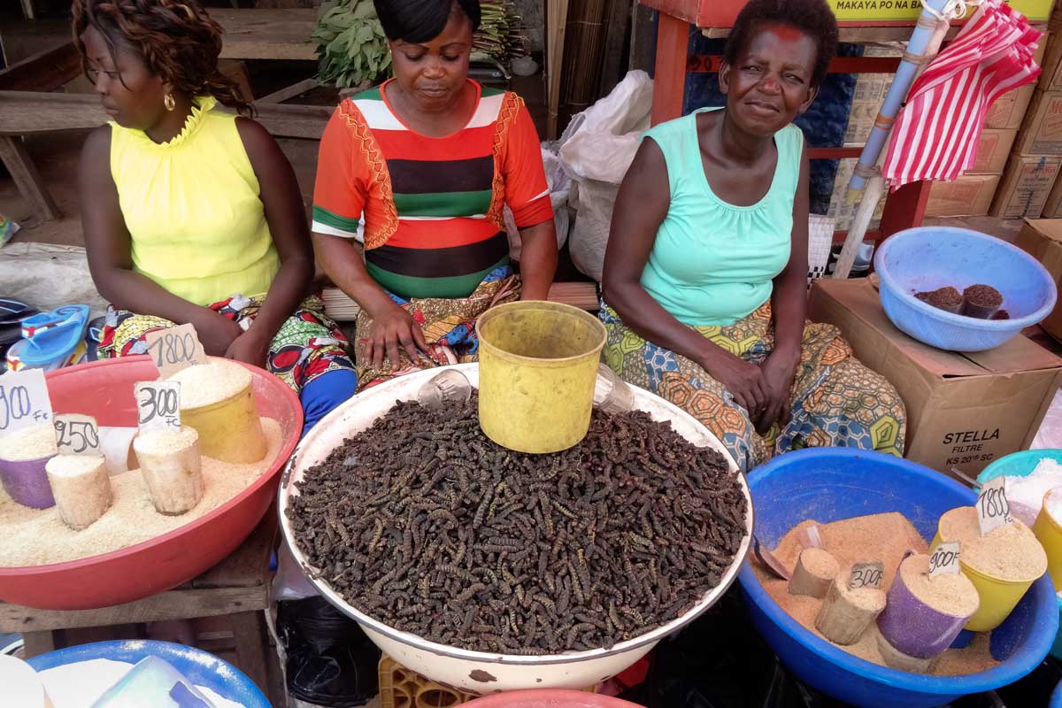 africa food worldvespa worms