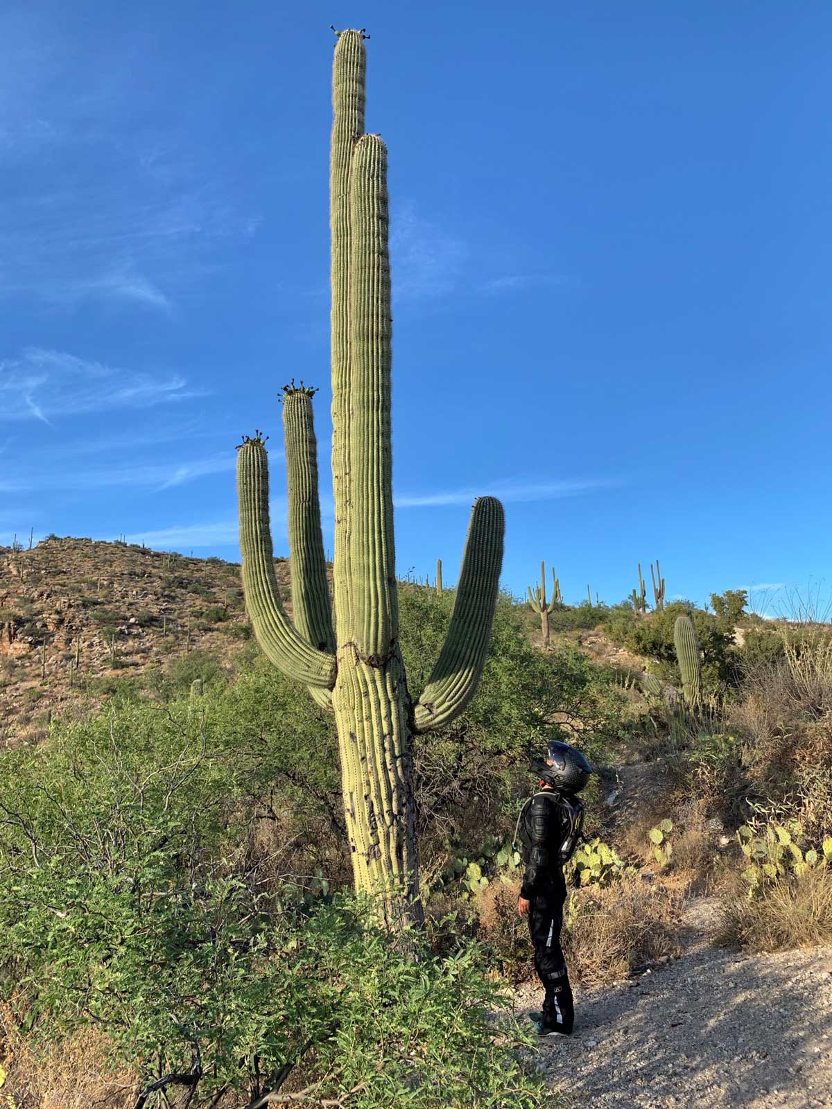 US Trip to RTW Adventure cactus