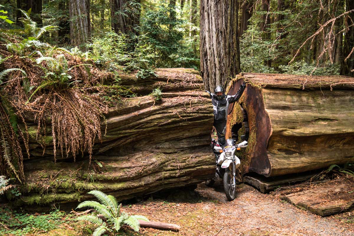 WestCoastHippies redwood