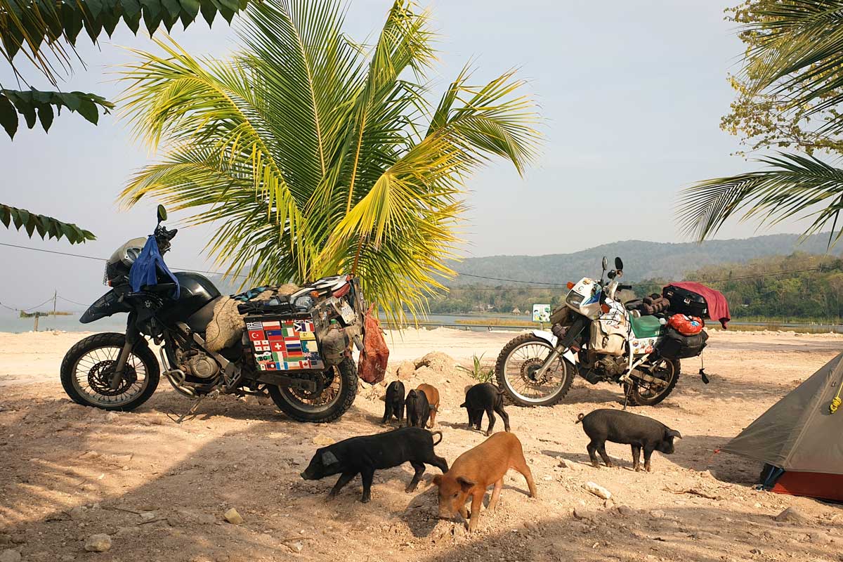 Wild Camping Tips animals