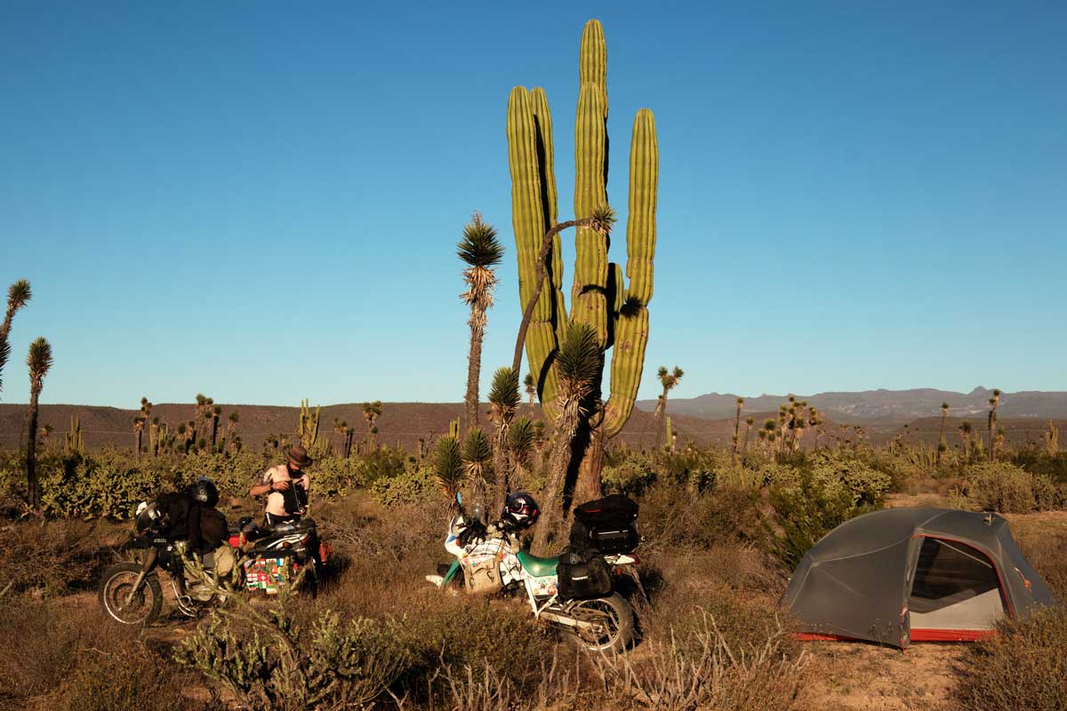 Wild Camping Tips cacti