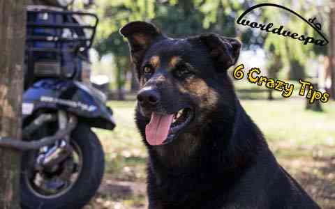 WorldVespa crazy travel tips